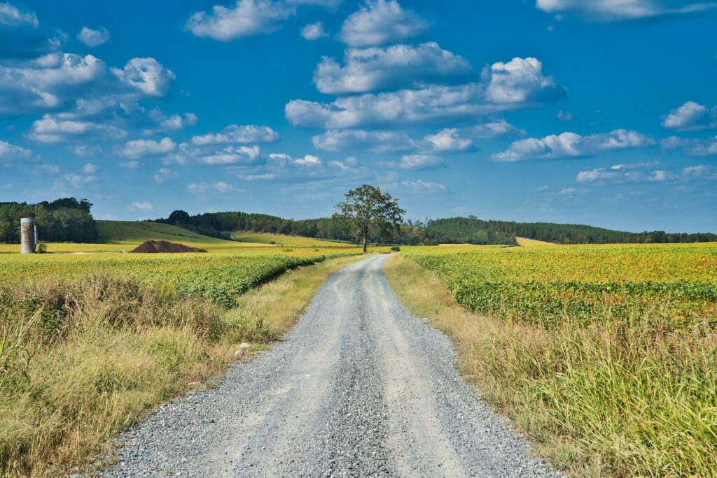 A gravel country road cutting through a soybean field with a lone oak tree on a sunny day