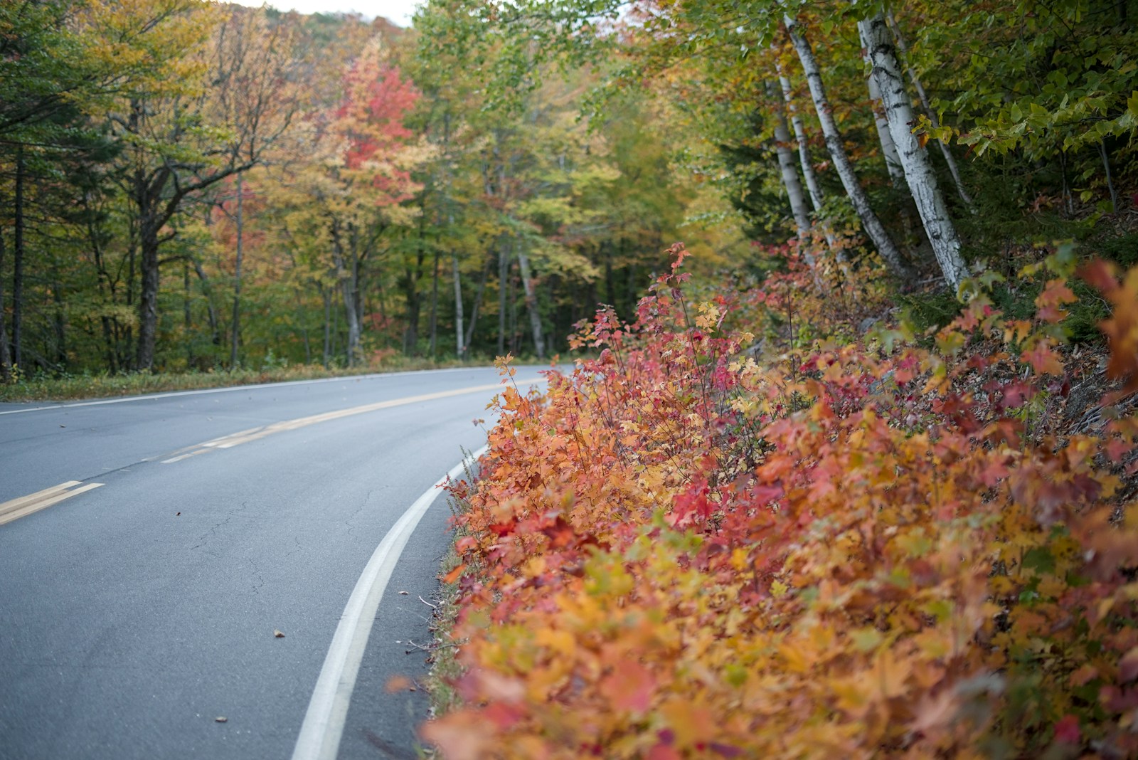 A two lane New England road curving through autumn foliage, with a double solid yellow centerline and a white edge line